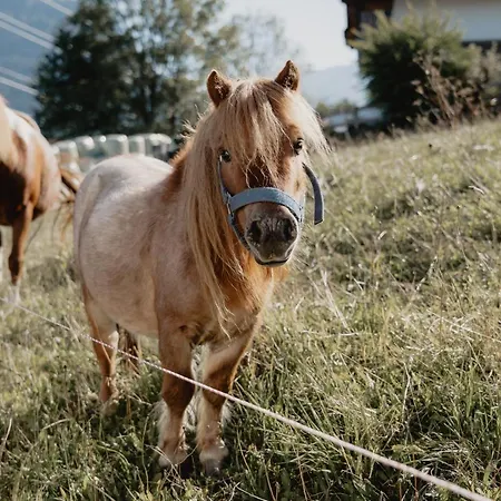 Knollgut Buchberg Apartment Goldegg