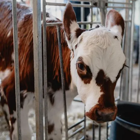 Apartment Knollgut Buchberg *