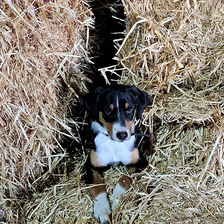Apartment Knollgut Buchberg Goldegg